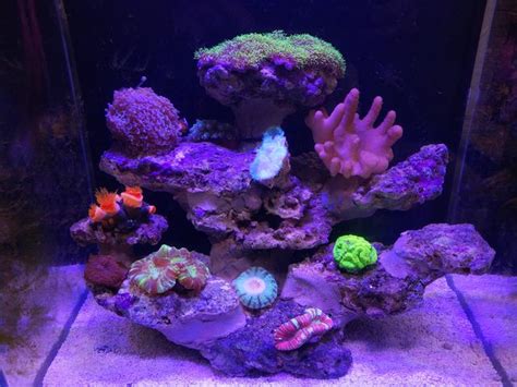 珊瑚擺放位置